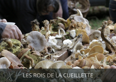 Les rois de la cueillette