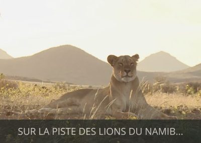 SUR LA PISTE DES LIONS DE NAMIB…